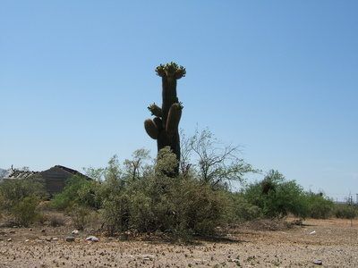 Arizona's unique climate supports one of the world's largest groups of cacti, including the majestic and long-lived saguaro.